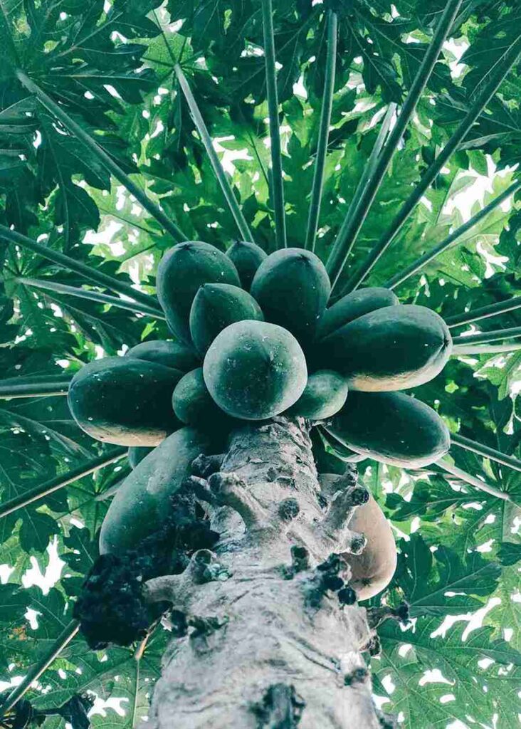 Fitxplorer-Benefits of papaya1